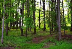 Shades of Death, Level Green, PA