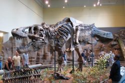 Tyrannosaurus Rex is always a hit at the Carnegie Museum of Natural History.