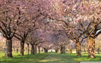spring orchard wallpaper 1920x1200 1 328x205